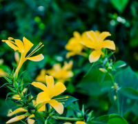 Vajradanti (Barleria Prionitis)